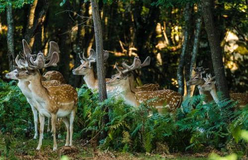 Studio apartments Kaya - Foto 45