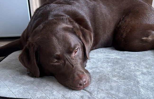 Highland Chalet Retreat in Boat of Garten - Foto 12