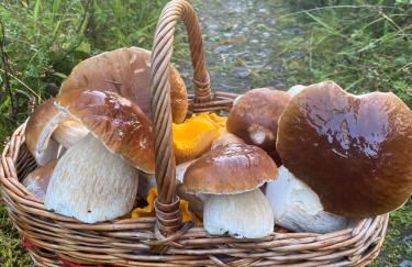 Kirkton Cottage whole house in Cairnie Aberdeenshire - Photo 20