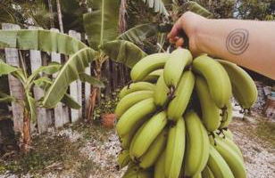 Bienvenidos a la Pequeña Selva de Legnalife - Foto 49