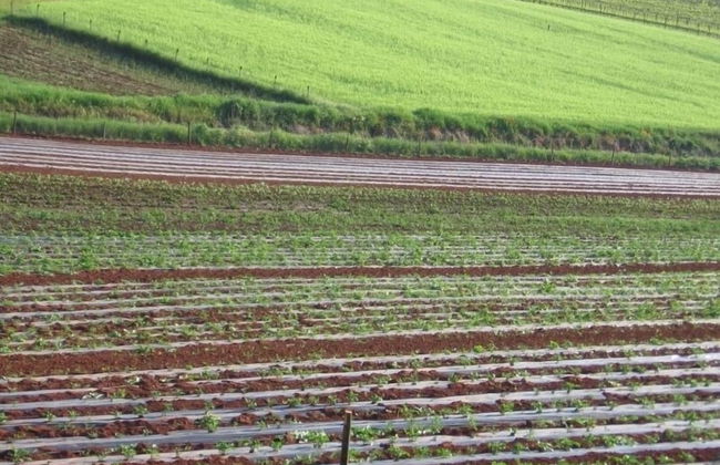 Agriturismo Podere Ficareto - Foto 68