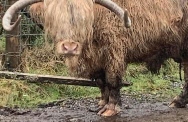 Ben Nevis Manor Lodge & Indoor Private Hot-Tub - Photo 25