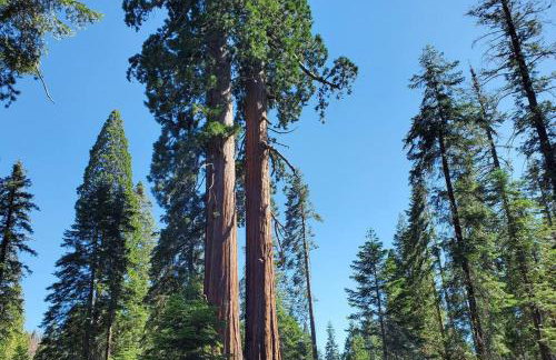 Redwood Retreat, Mountains, Adventure and Nature - Foto 30