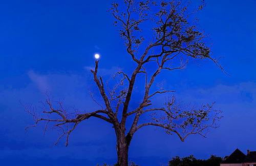 Domaine de Cazal - Gîte 4 pers avec piscine au cœur de 26 hectares de nature préservée - Foto 35