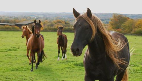 petite maison artistique - Foto 3