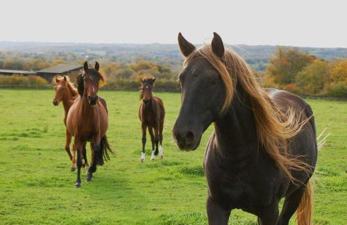 petite maison artistique - Foto 3