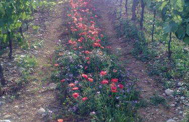 AGRITURISMO Casa Riz - Foto 25