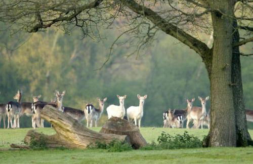 Selfcatering Coach House New Forest Dog Friendly - Foto 25
