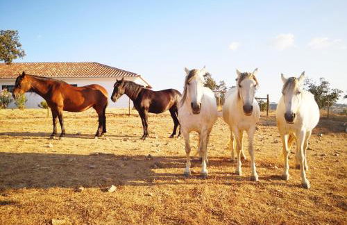 Sharish - Monte Das Estevas - Foto 39