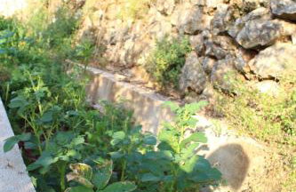 Mary's Garden - Foto 34