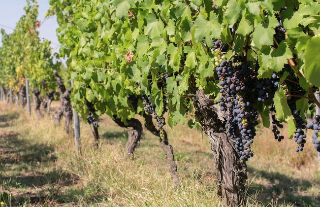 Apartment in Cut Monferrato With Garden - Foto 22