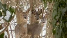 Apartment am Waldrand Nichtraucher gemütlich und ruhig - Foto 4
