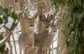 Apartment am Waldrand Nichtraucher gemütlich und ruhig - Foto 4