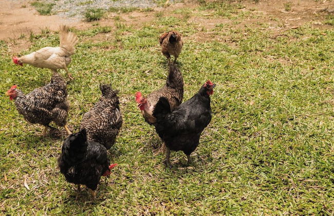 Sitio Cantinho Vovó Cida e Vovô Nilson - Foto 47