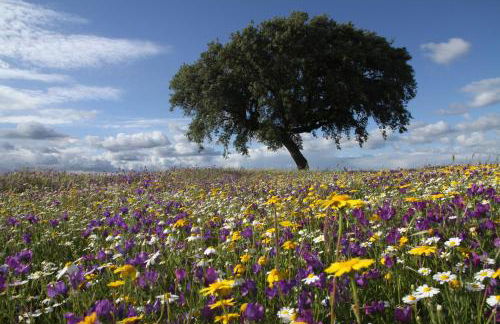Casa dos Avós - Foto 37