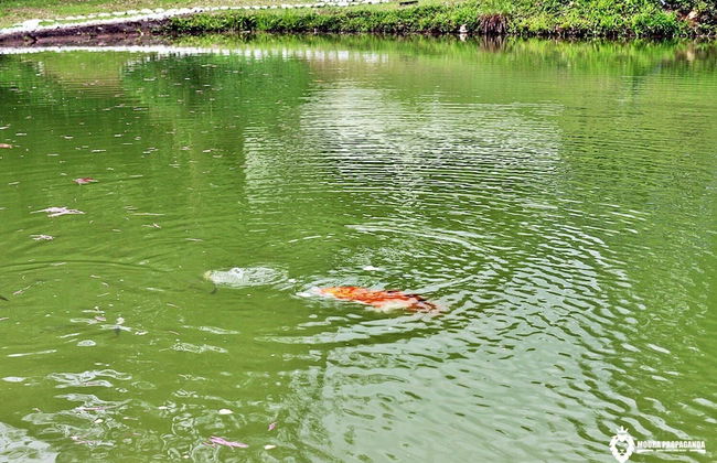 Eco Chalés Luar das Marés - Foto 23