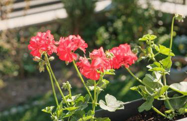 Apartman Marin - Foto 41