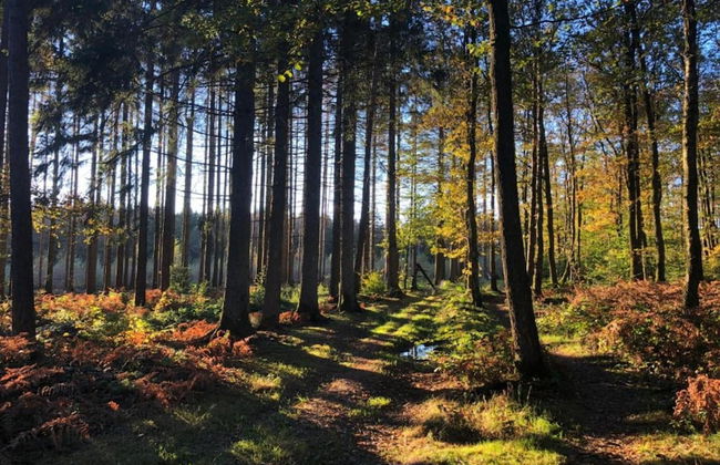 Enticing Holiday Home in Viroinval near Forest - Foto 30