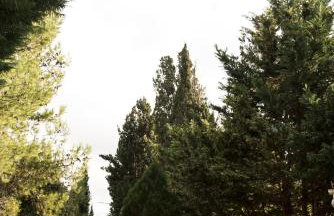 The Green House Villa (with private pool) Corfu - Photo 12