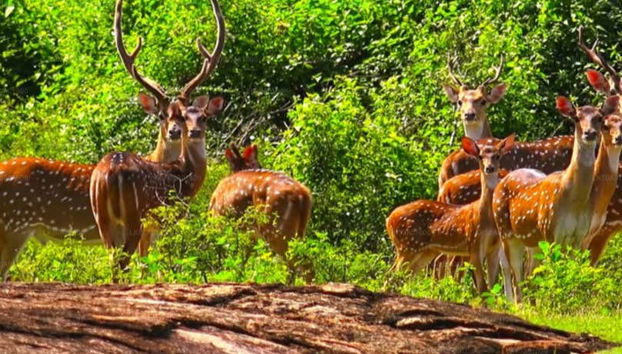 Les animaux du parc national d'Udawalawe