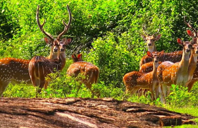Safari privado por el Parque Nacional de Udawalawe - Foto 2