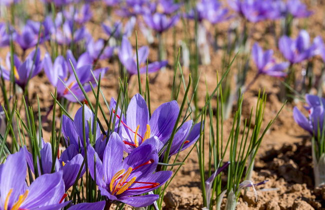 Olmedo Saffron Tour - Photo 7