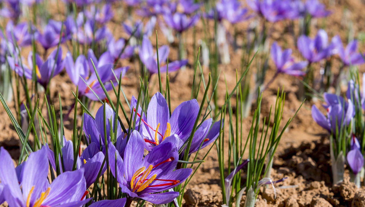 Olmedo Saffron Tour - Photo 1, Olmedo Saffron Tour