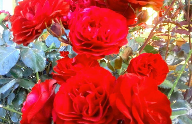 Cabañas El Refugio de Puelo - Foto 34