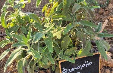 Villa Penelope - Foto 59