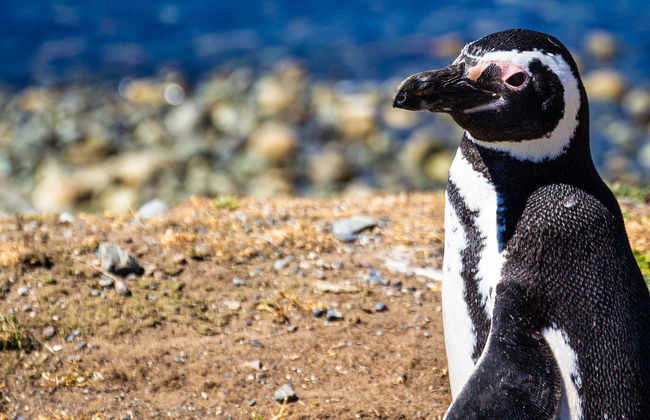 Cachagua Island Penguin Watching - Photo 7
