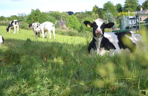 Orchard Cottage 5 bedrooms - Foto 29