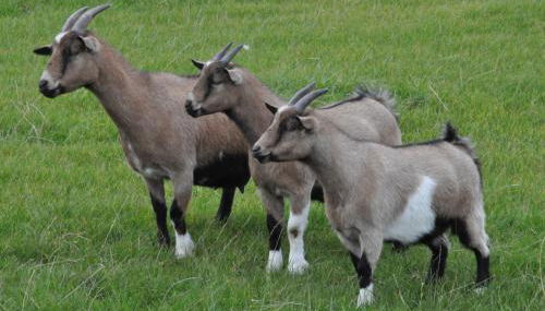 Apfelgarten 1 - Foto 4