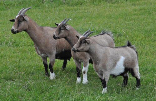 Apfelgarten 1 - Foto 4