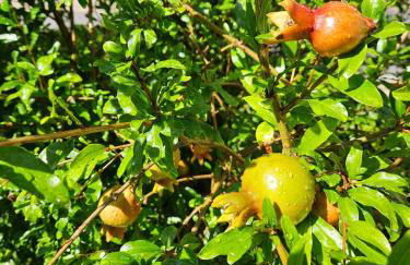 Friedrichs Kleines Haus - Foto 17