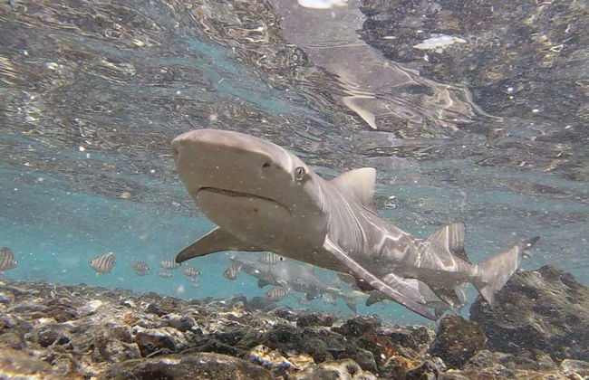 Sal Island Private Tour - Foto 6