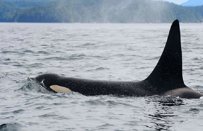 Victoria Zodiac Whale Watching - Croisière d'une demi-journée en petit groupe - Photo 1