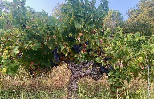 La Petite Maison dans la Vigne - Photo 10