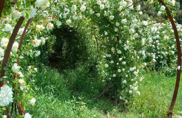 Agriturismo Fattoria Di Maiano - Foto 30