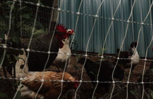 Healing Acres - Foto 47