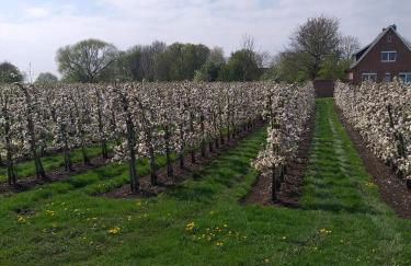 Ferienwohnung Apfelkorb - Foto 30