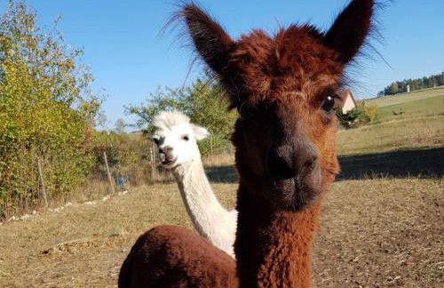 Berg-Bungalows Leinleitertal - Foto 26