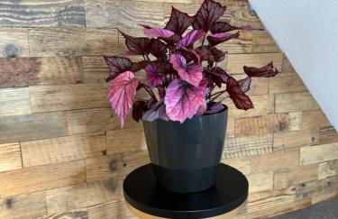 #Stadtspeicher - Suite Goldener Stern in der Altstadt - Foto 10