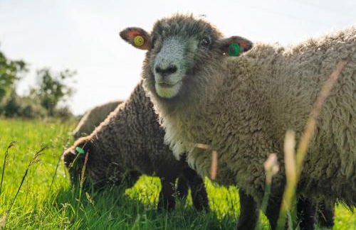 The Barn at Cliff Hollins Farm - Foto 40