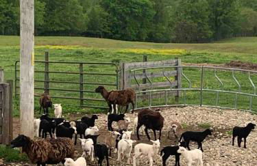 Cozy Farmhouse near Mammoth Cave on 45 acre farm - Foto 26