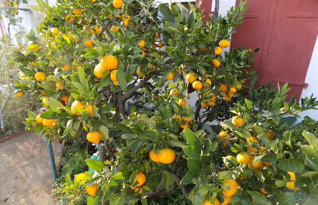 Apartments Tinka - Foto 49