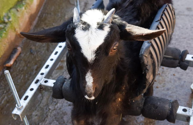 Mas Isoles - Foto 36