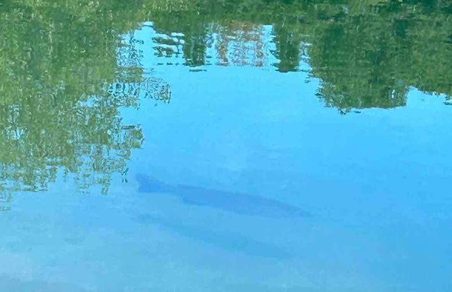 Le Ptit Canada Escape - Photo 22