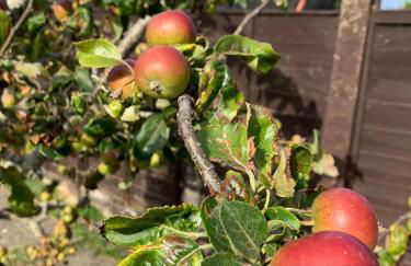 Michaelmas Cottage - Photo 17