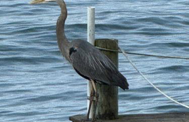 Cozy Lakefront Cottage - Foto 55