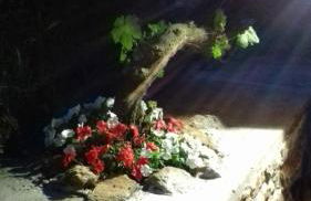 Flor de Pomar - Foto 55